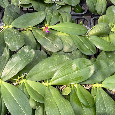 Phal. Meidarland Kaiulani 'Yellow Lion' - 2.5 inch plant size reference - square crop