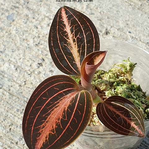 (Ludisia discolor var. nigrescens x Anct. siamensis) 'Red Velvet' - square crop