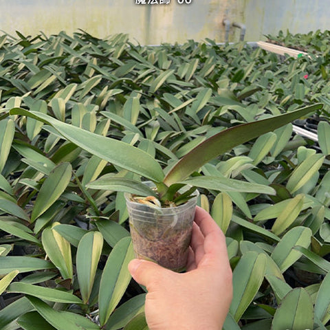 Phal. Miki Magician '06' - 2.5 inch plant size reference - square crop