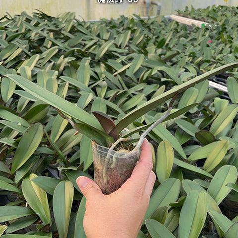 Phal. Miki Magician '06' - 2.5 inch plant size reference 2 - square crop