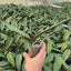 Phal. Miki Magician '06' - 2.5 inch plant size reference 2 - square crop
