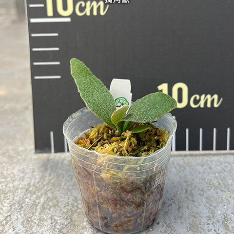 Platy. 'Unicorn' - 2 inch plant size reference - square crop