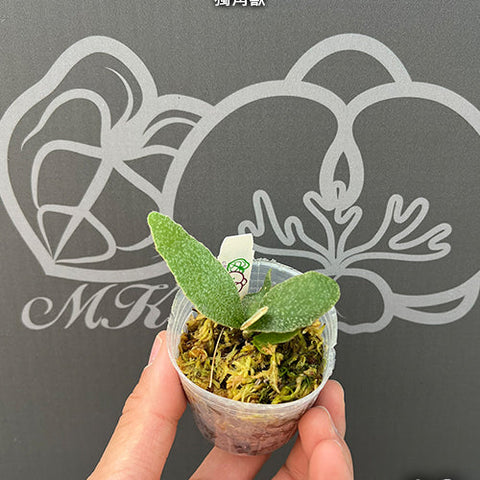 Platy. 'Unicorn' - 2 inch plant size reference 2 - square crop