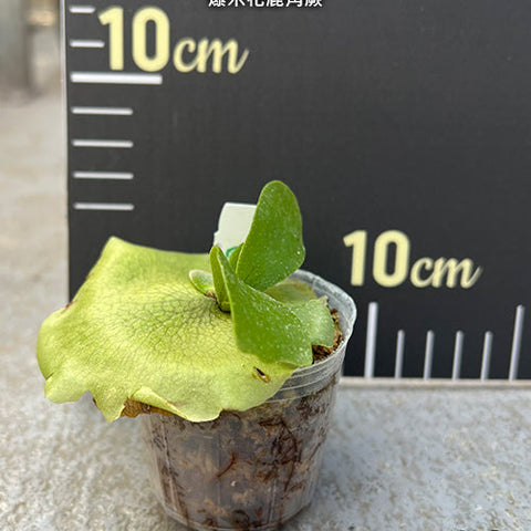 Platy. bifurcatum cv. 'Popcorn' - 2 inch plant size reference - square crop