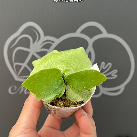 Platy. bifurcatum cv. 'Popcorn' - 2 inch plant size reference 2 - square crop