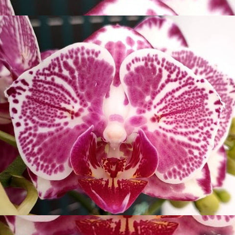 Phal. OX Benita - flower 2 - square crop