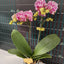 Phal. OX Benita - square crop