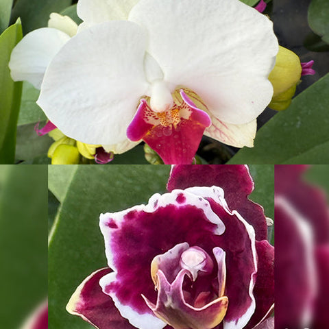 Phal. OX Benita - flower 3 - square crop