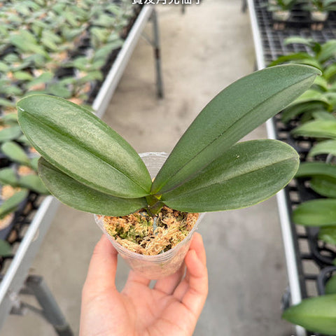 Phal. Ben Yu Sailor Moon - 2.5 inch plant size reference - square crop