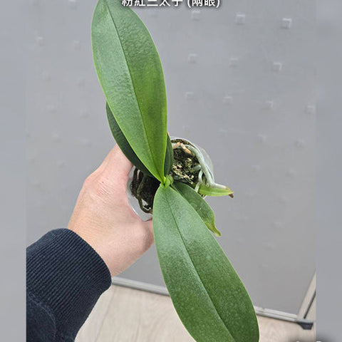 Phal. Liu's Triprince 'Pink' - 2.5 inch plant size reference - square crop