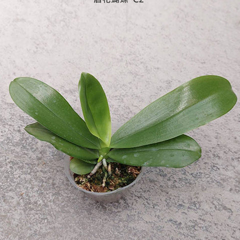 Phal. tetraspis 'C2' - 2.5 inch plant size reference - square crop