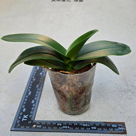 Phal. Miki Sakura 'Splash' - 3 inch plant size reference - square crop