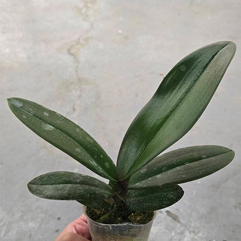 Phal. Taisuco Wonderland - 2.5 inch plant size reference - square crop