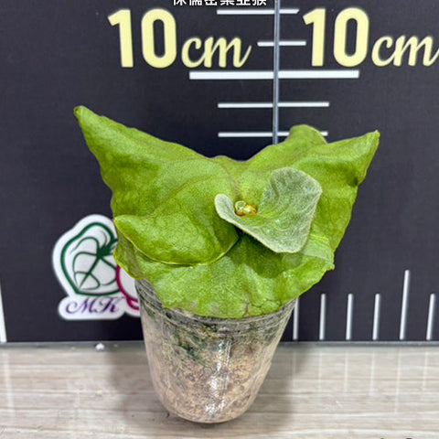 Platy. ridleyi var. Dwarf & Compact - 1.7 inch plant size reference - square crop