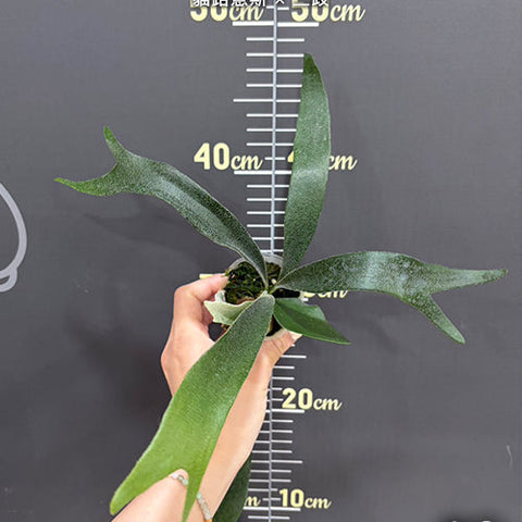 Platy. Mt. Lewis x bifurcatum - 1.7 inch plant size reference 2 - square crop