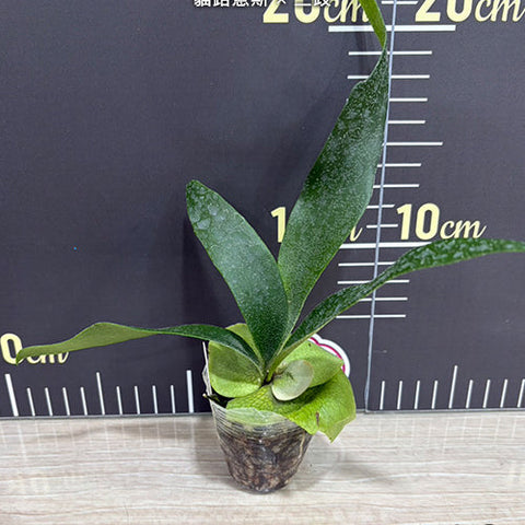 Platy. Mt. Lewis x bifurcatum - 1.7 inch plant size reference - square crop