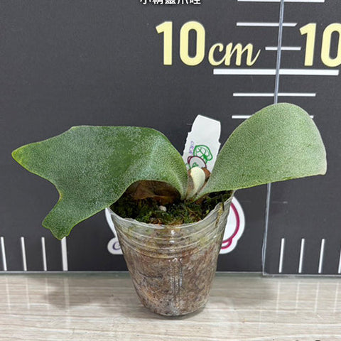 Platy. willinckii 'Little Elf' - 1.7 inch plant size reference - square crop