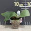Platy. willinckii 'Little Elf' - 1.7 inch plant size reference - square crop