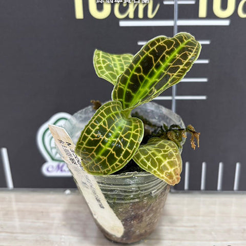 Macodes sanderiana - 1.7 inch plant size reference - square crop