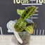 Macodes sanderiana - 1.7 inch plant size reference - square crop