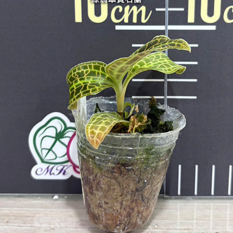 Macodes sanderiana - 1.7 inch plant size reference 2 - square crop