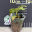 Macodes sanderiana - 1.7 inch plant size reference 2 - square crop