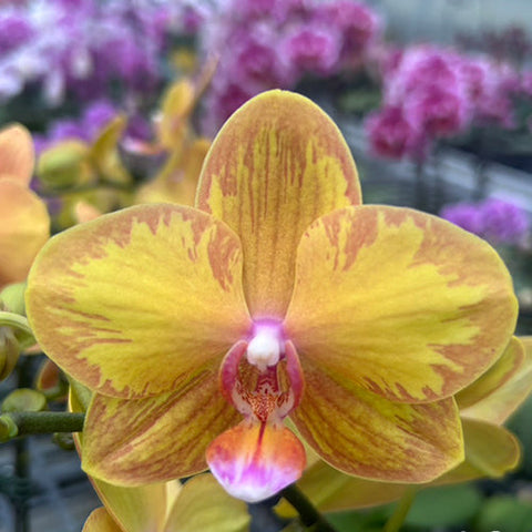 Phal. Jiuhbao Queen Diamond - square crop