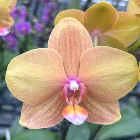Phal. Jiuhbao Queen Diamond - flower 2 - square crop