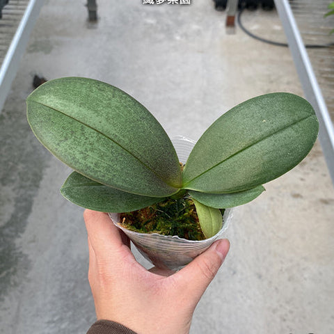 Phal. Dream Paradise - 2.5 inch plant size reference - square crop