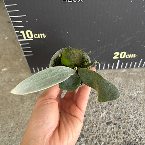 Platy. Omo 'White Lover' - 1.7 inch plant size reference 2 - square crop