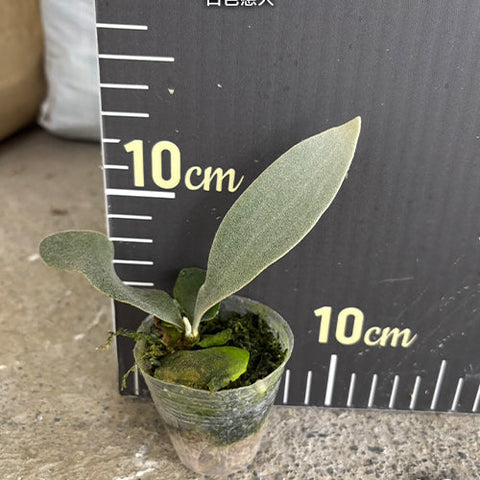Platy. Omo 'White Lover' - 1.7 inch plant size reference - square crop