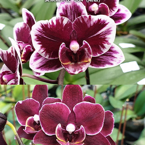 Phal. Miki Black Angel '364' - flower 4 - square crop