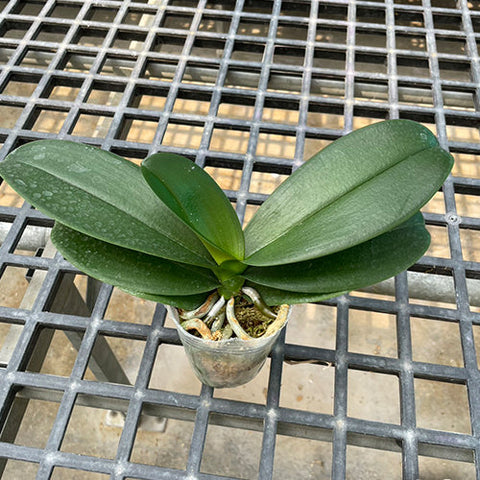Phal. Fong Tien's Amapearl 'Cone Pearl CL913G' - 3 inch plant size reference