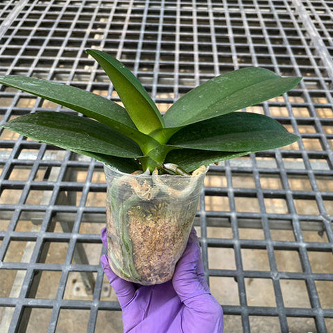 Phal. Fong Tien's Amapearl 'Cone Pearl CL913G' - 3 inch plant size reference 2