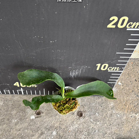 Platy. hillii x sib - 1.7 inch plant size reference 2 - square crop