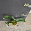 Platy. hillii x sib - 1.7 inch plant size reference 2 - square crop