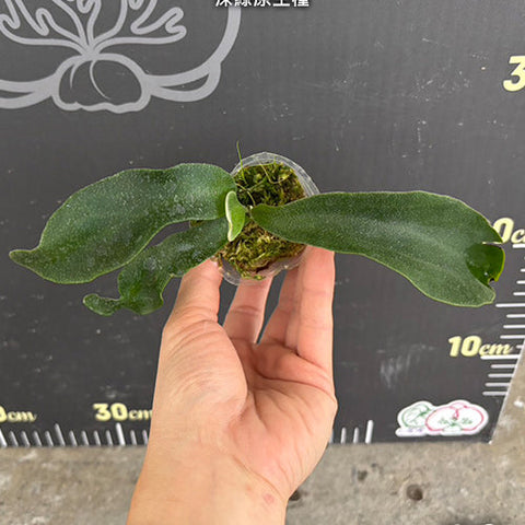 Platy. hillii x sib - 1.7 inch plant size reference - square crop
