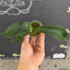 Platy. hillii x sib - 1.7 inch plant size reference - square crop