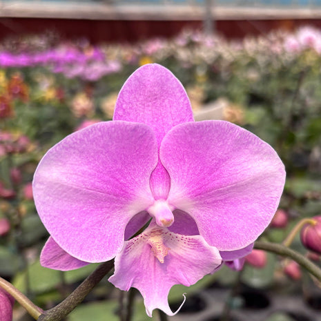 [Bare-root][Import AS-IS] #PA# Phal. Miki Super Robin Peloric 'Pink' 美琪粉紅羅賓 [2.5" BS][Oct Preorder 26]