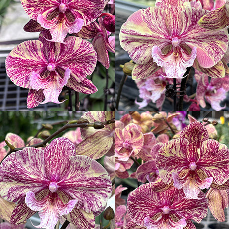 [Bare-root][Import AS-IS] #PA# Phal. King Car Marble '80769' [2.5" BS][Oct Preorder 26]