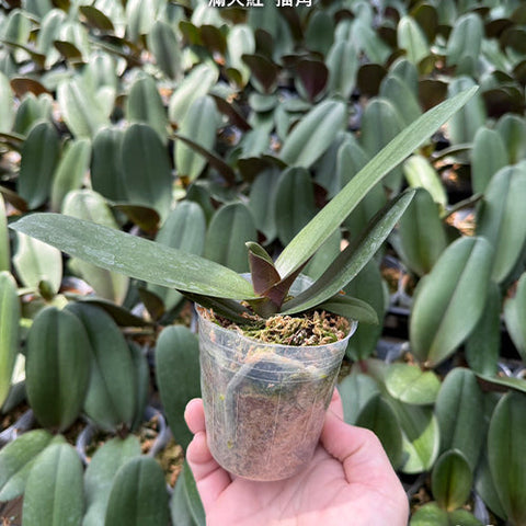 Phal. Queen Beer 'Splash' - 2.5 inch plant size reference - square crop