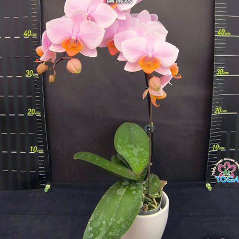 Phal. Tulcan - square crop