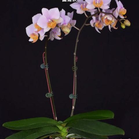 Phal. Tulcan - flower 3 - square crop