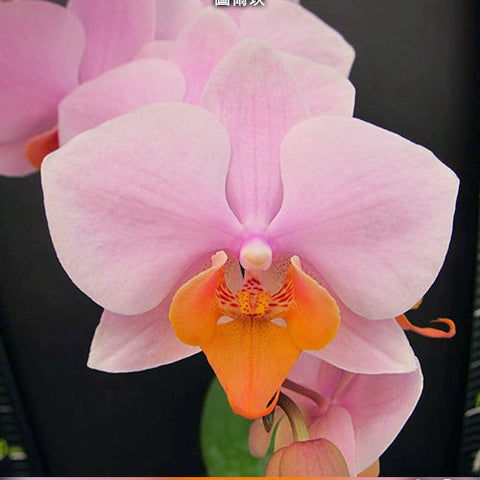 Phal. Tulcan - flower 2 - square crop