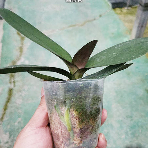 Phal. Tulcan - 2.5 inch plant size reference 2 - square crop