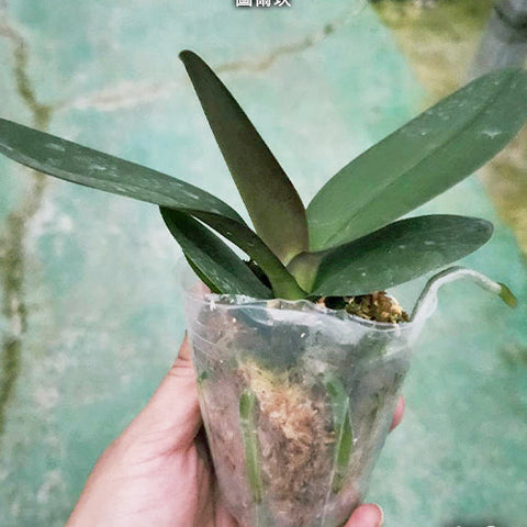 Phal. Tulcan - 2.5 inch plant size reference - square crop