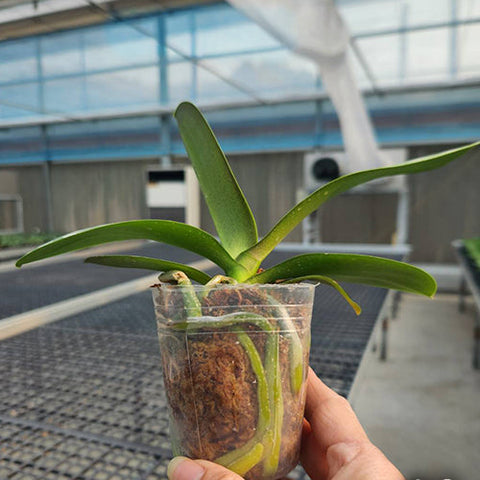 Phal. OX Benita - 2.5 inch plant size reference - square crop