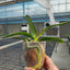 Phal. OX Benita - 2.5 inch plant size reference - square crop