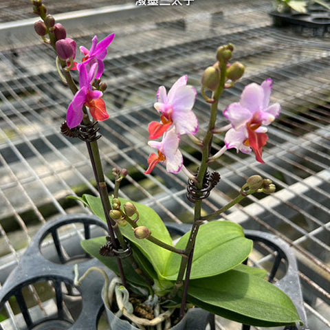 Phal. Liu's Triprince 'Splash' - flower 5 - square crop
