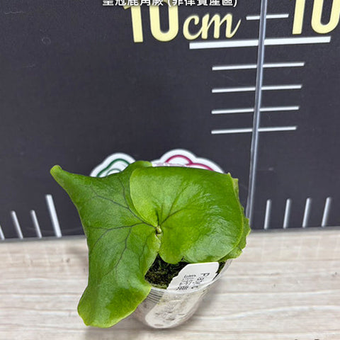 Platy. coronarium (Philippines) - 1.7 inch plant size reference - square crop